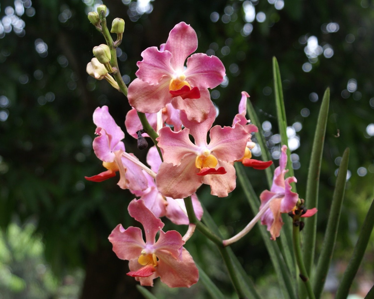 Орхидея обои фото (2) #18 - 1280x1024