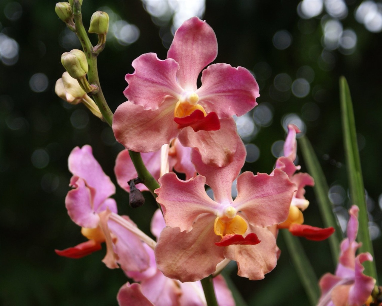 Орхидея обои фото (2) #19 - 1280x1024