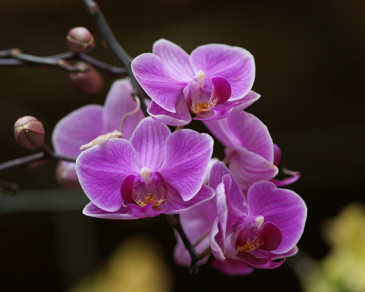 Орхидея обои фото (2) #20 - 1280x1024