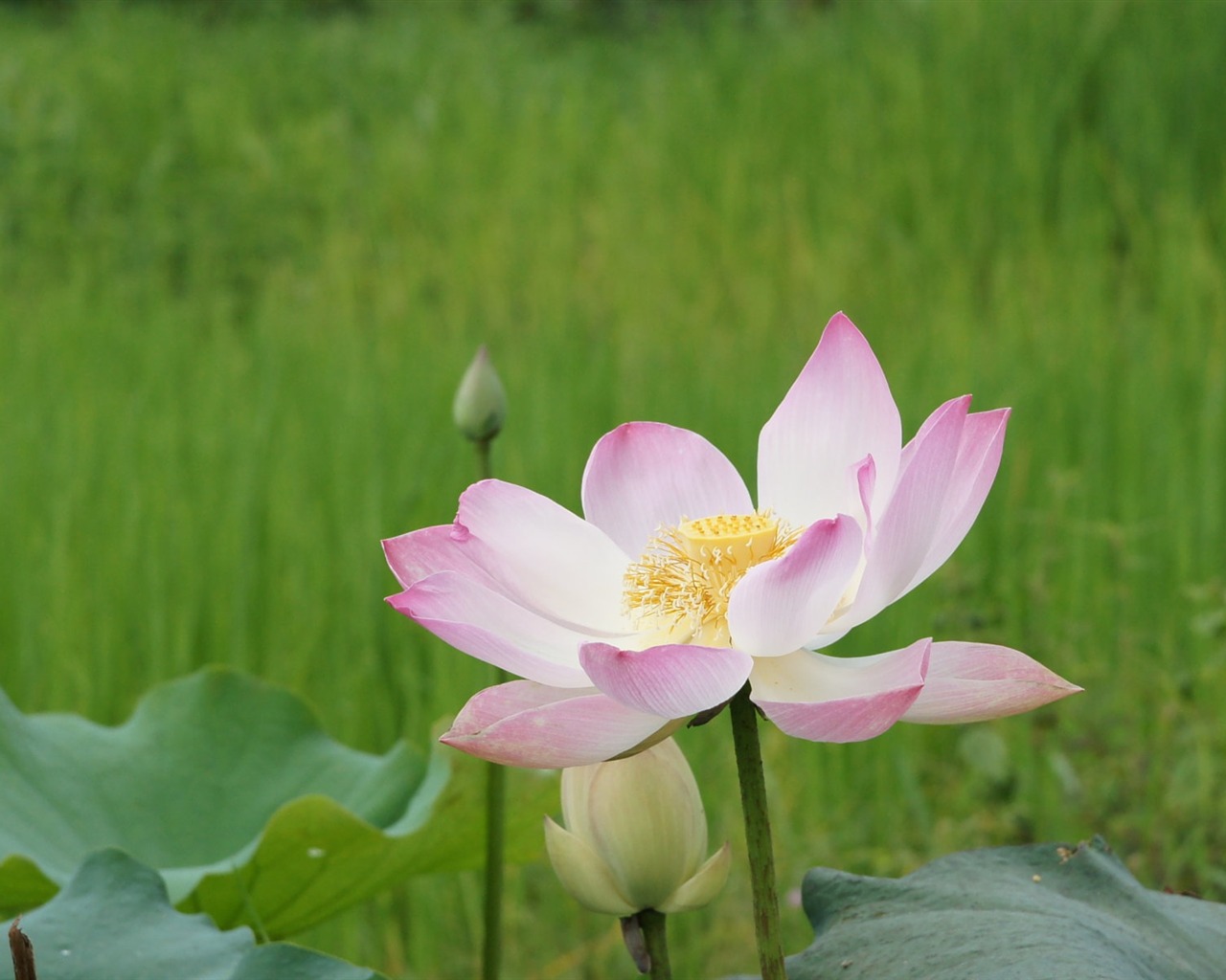 Lotus Fototapete (2) #11 - 1280x1024