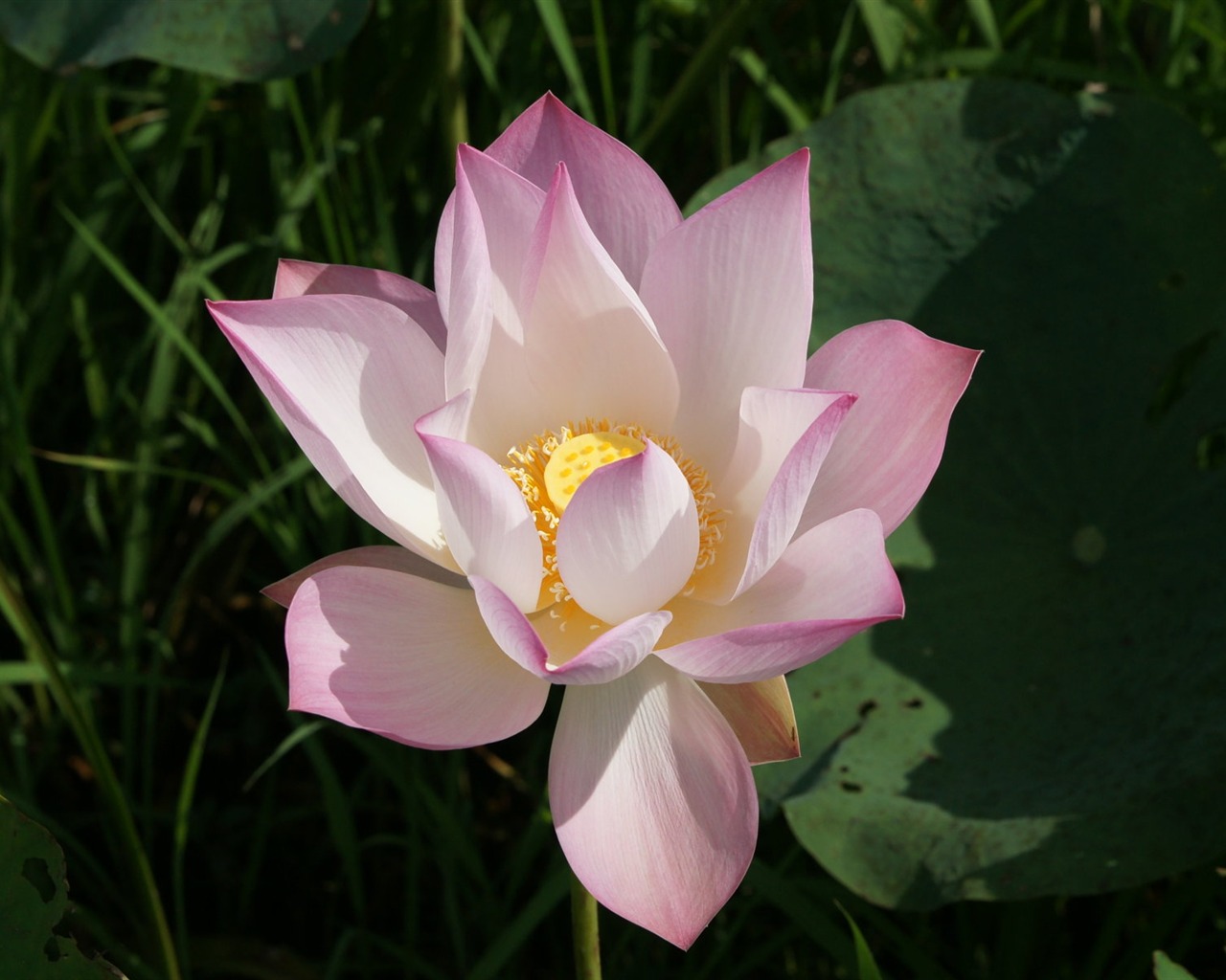 Lotus Fototapete (2) #13 - 1280x1024