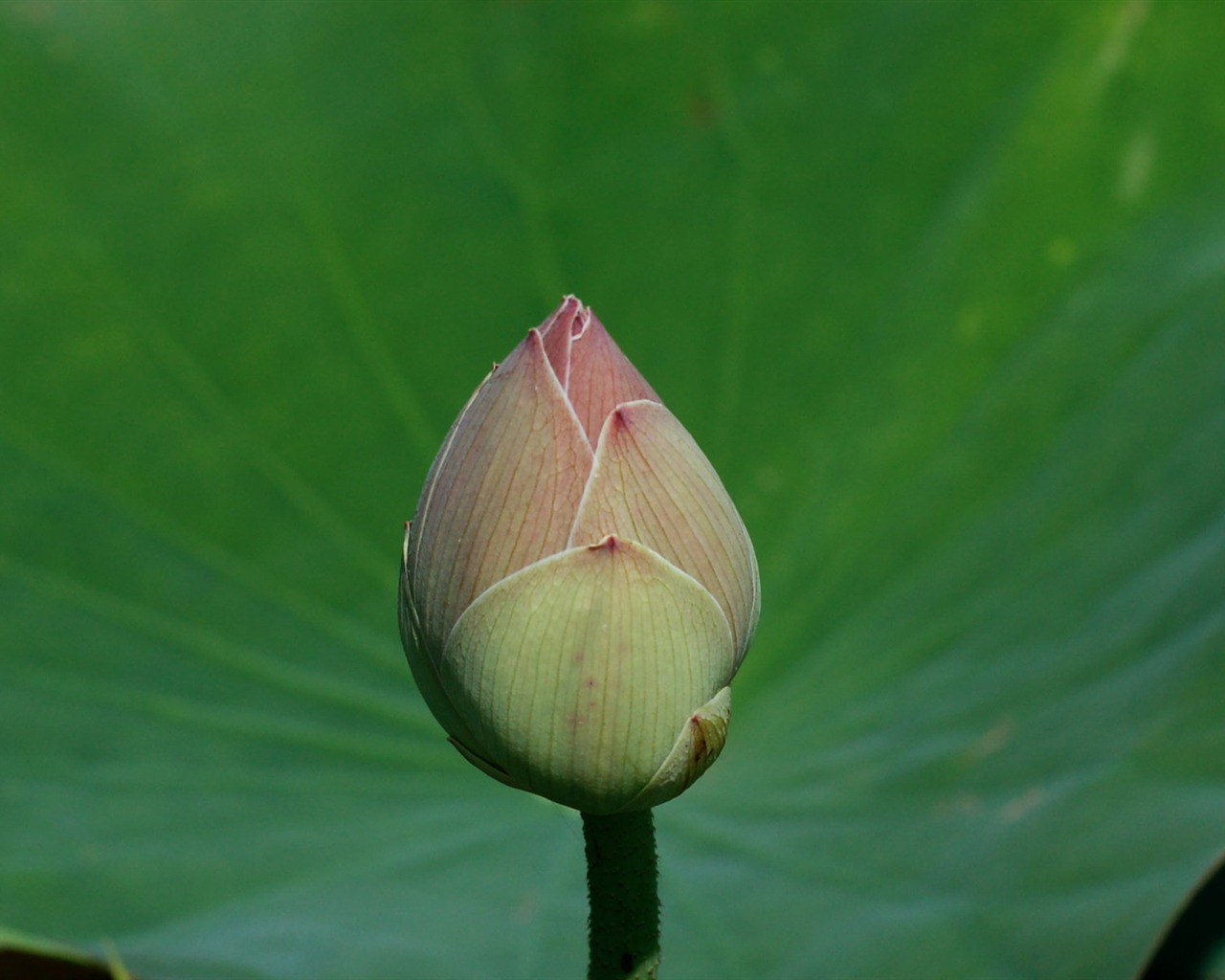 Lotus Fototapete (2) #14 - 1280x1024