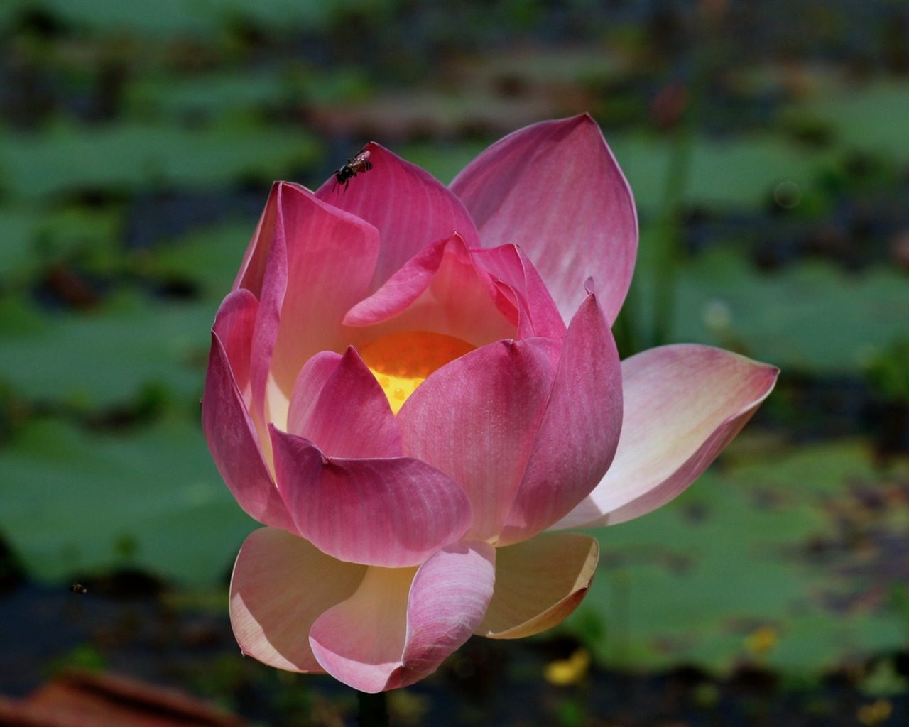 Lotus photo wallpaper (2) #17 - 1280x1024