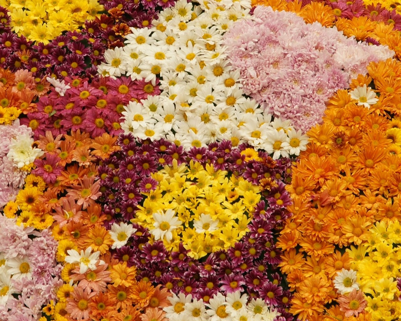 fleurs colorées décorent fond d'écran (1) #3 - 1280x1024