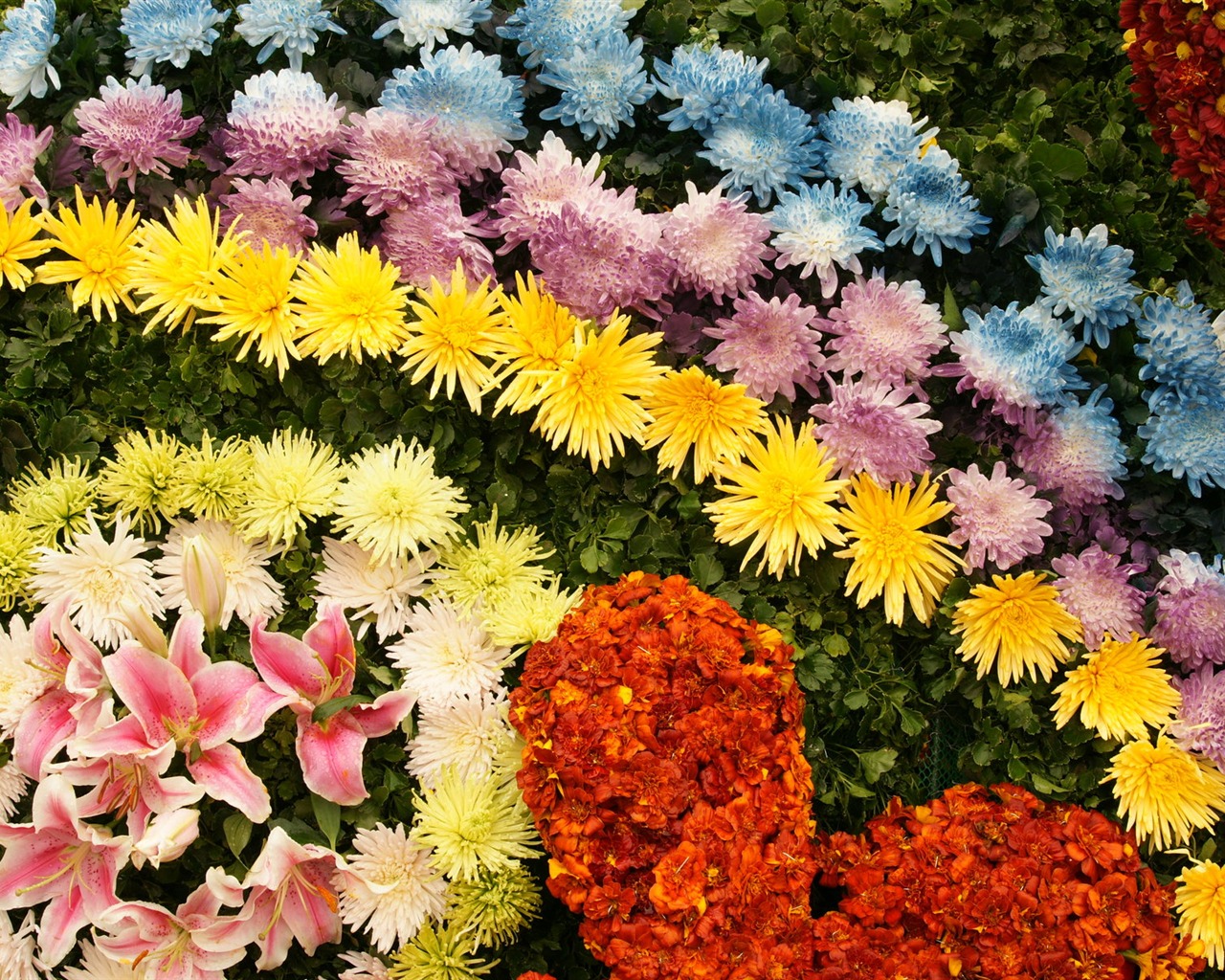 Barevné květy zdobí tapety (4) #1 - 1280x1024