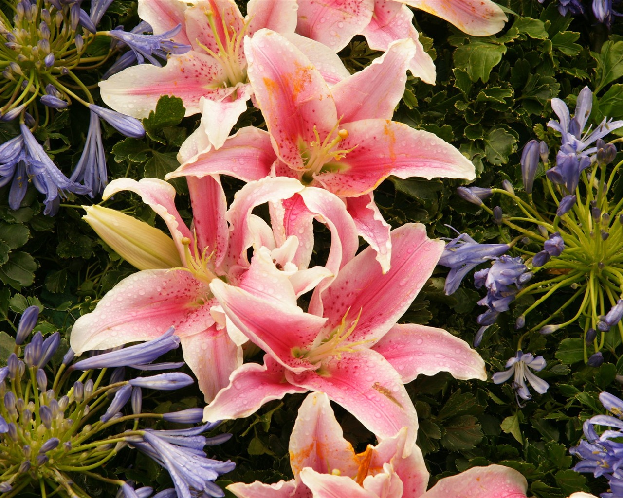 Barevné květy zdobí tapety (4) #7 - 1280x1024