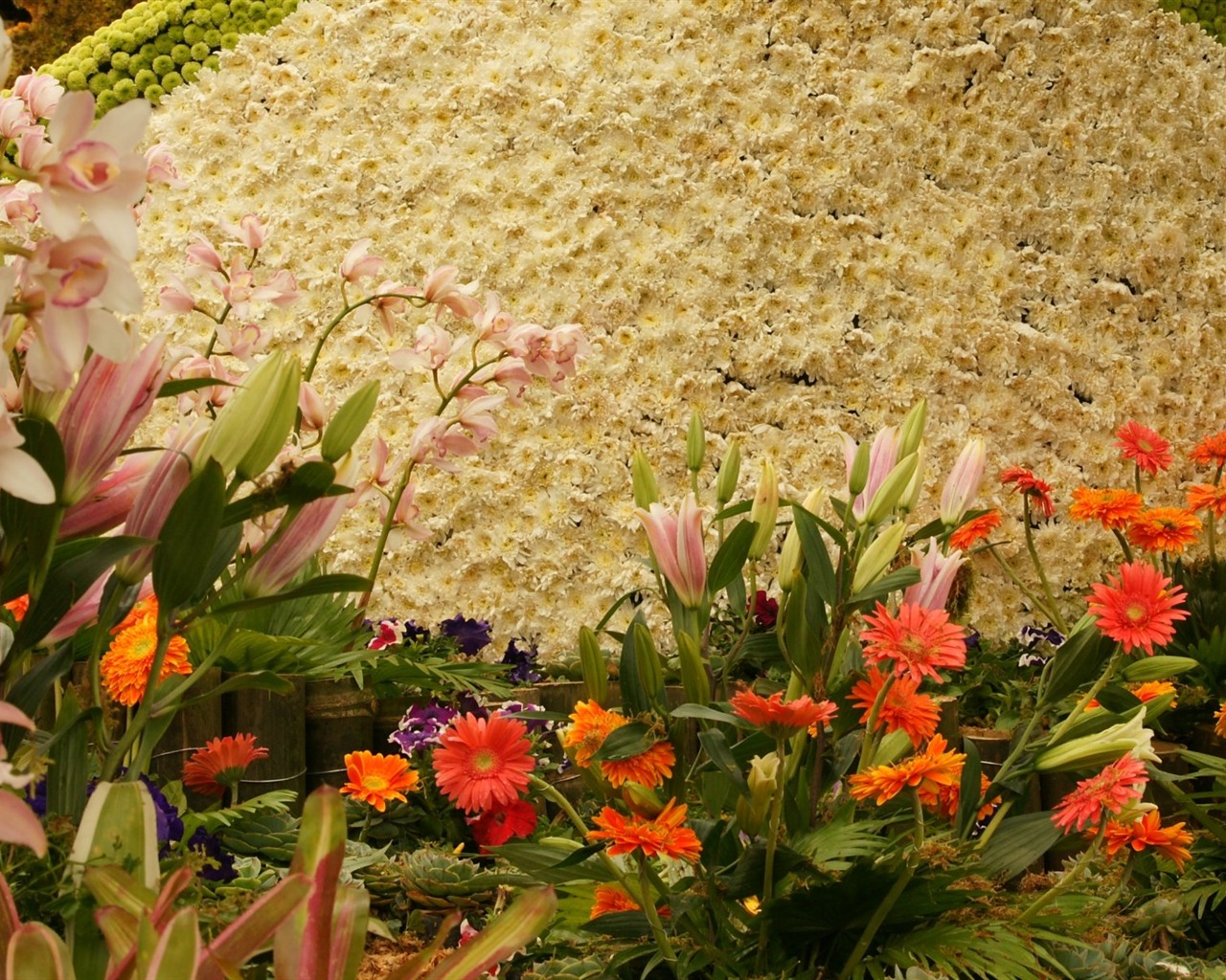 Širokoúhlý tapety květiny close-up (31) #17 - 1280x1024