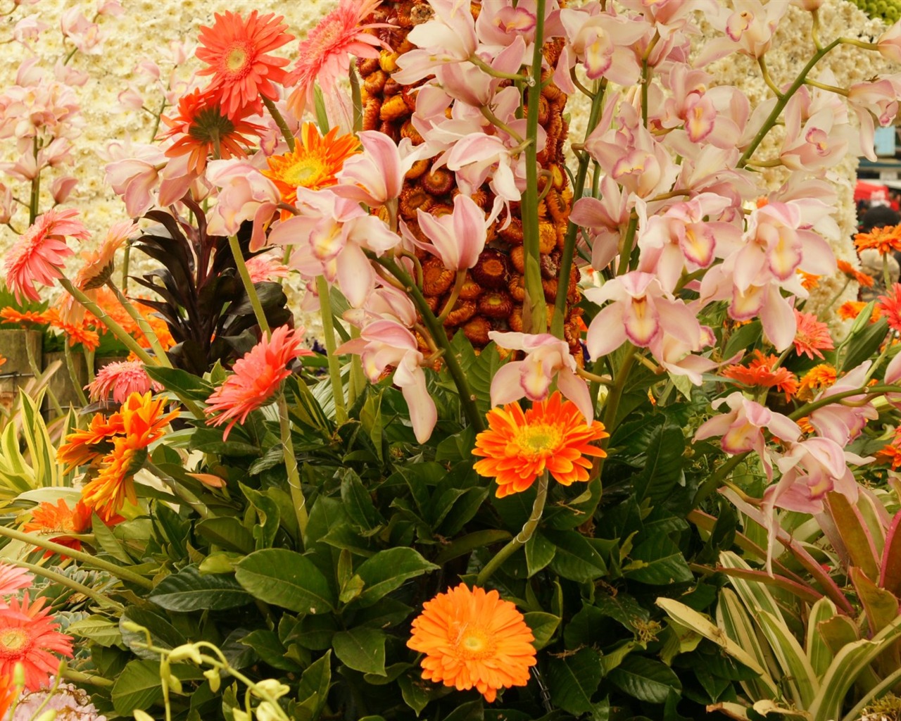 Širokoúhlý tapety květiny close-up (31) #18 - 1280x1024