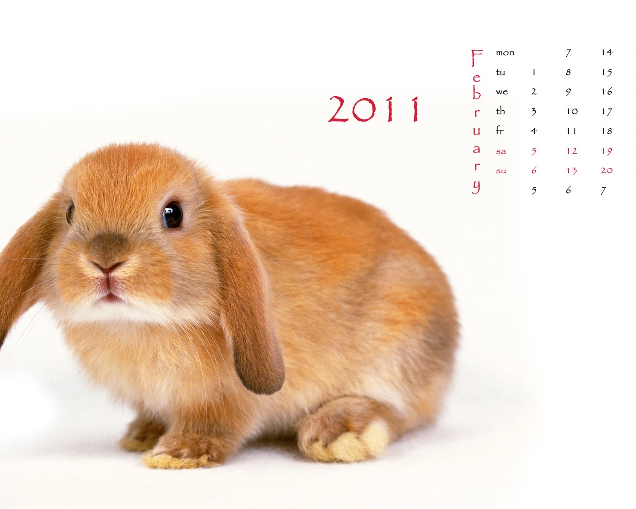 Année du papier peint Rabbit calendrier 2011 (1) #1 - 1280x1024