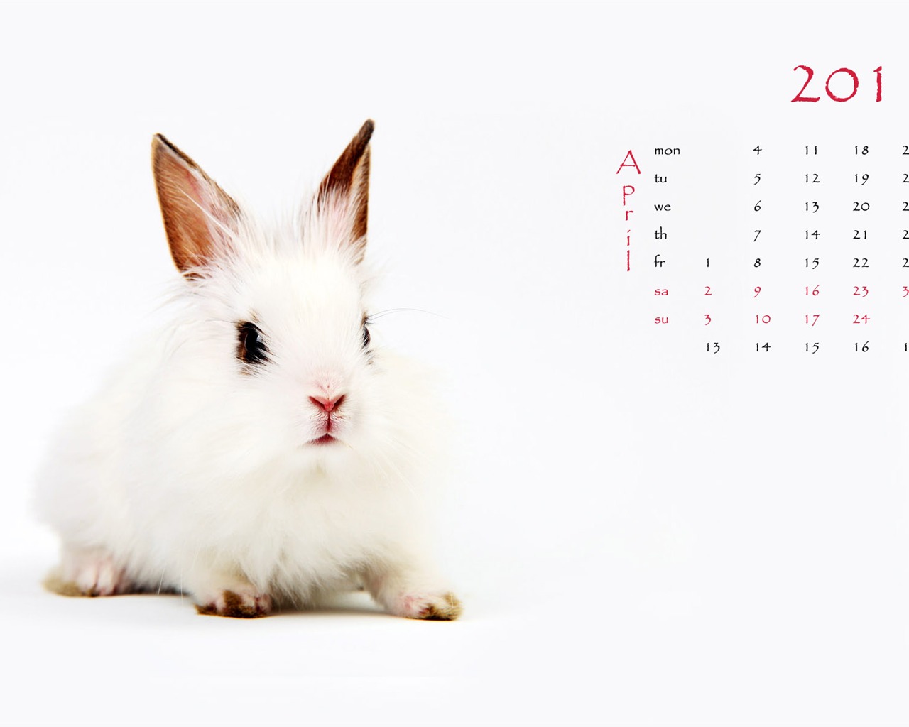 Année du papier peint Rabbit calendrier 2011 (1) #4 - 1280x1024
