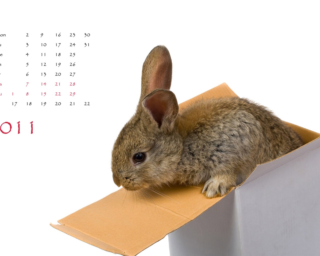 Год Кролика 2011 календарь обои (1) #5 - 1280x1024