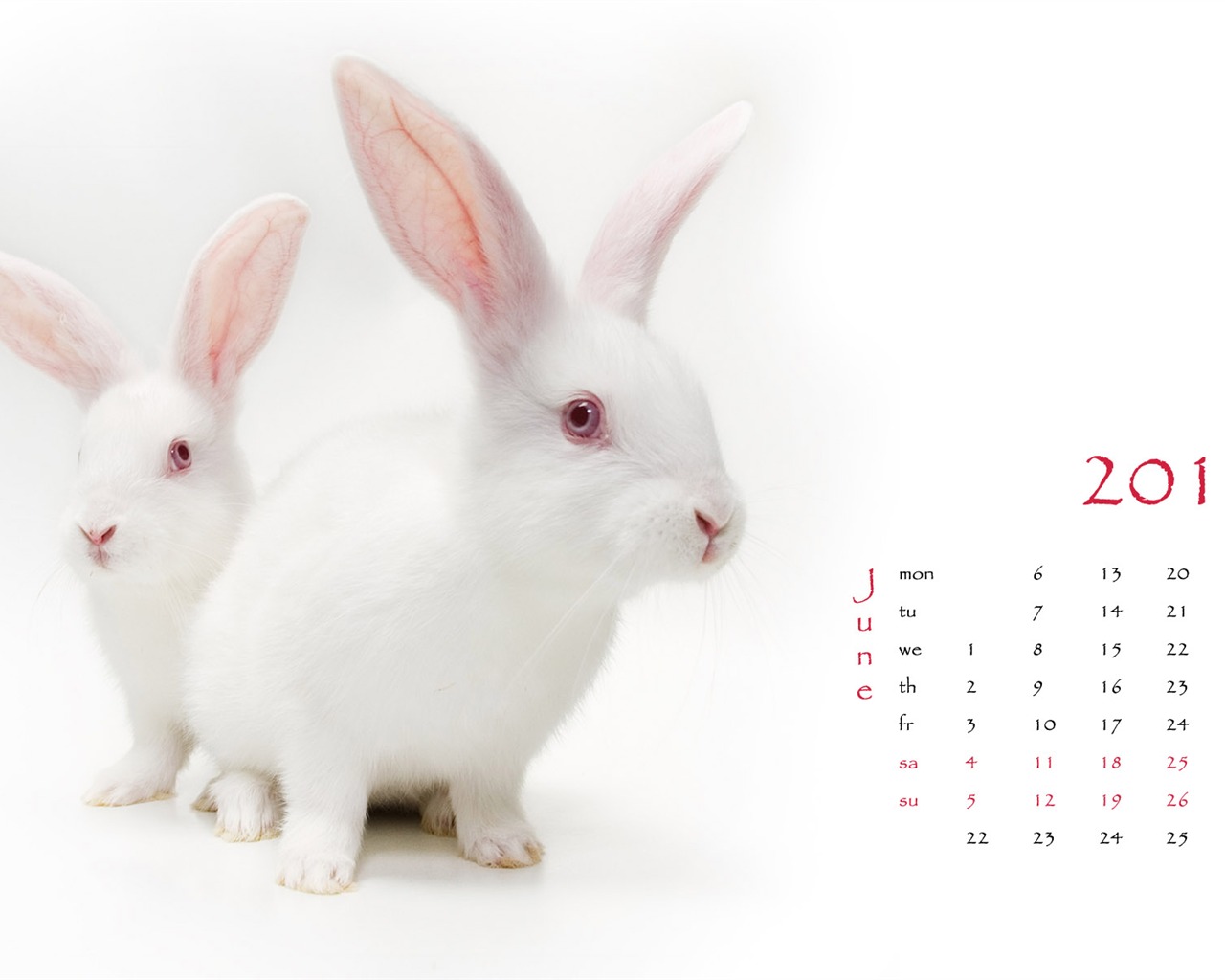 Año del Conejo fondos de escritorio calendario 2011 (1) #6 - 1280x1024