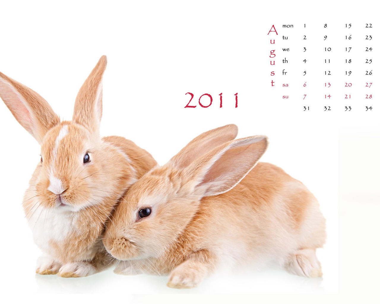 Année du papier peint Rabbit calendrier 2011 (1) #8 - 1280x1024