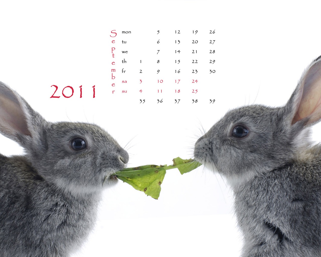 Rok 2011 králíka kalendář tapety (1) #9 - 1280x1024