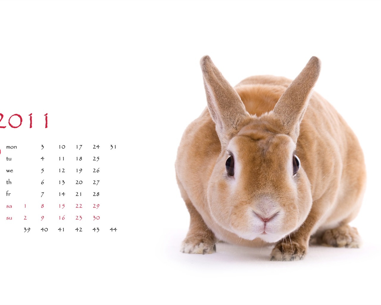 Année du papier peint Rabbit calendrier 2011 (1) #10 - 1280x1024