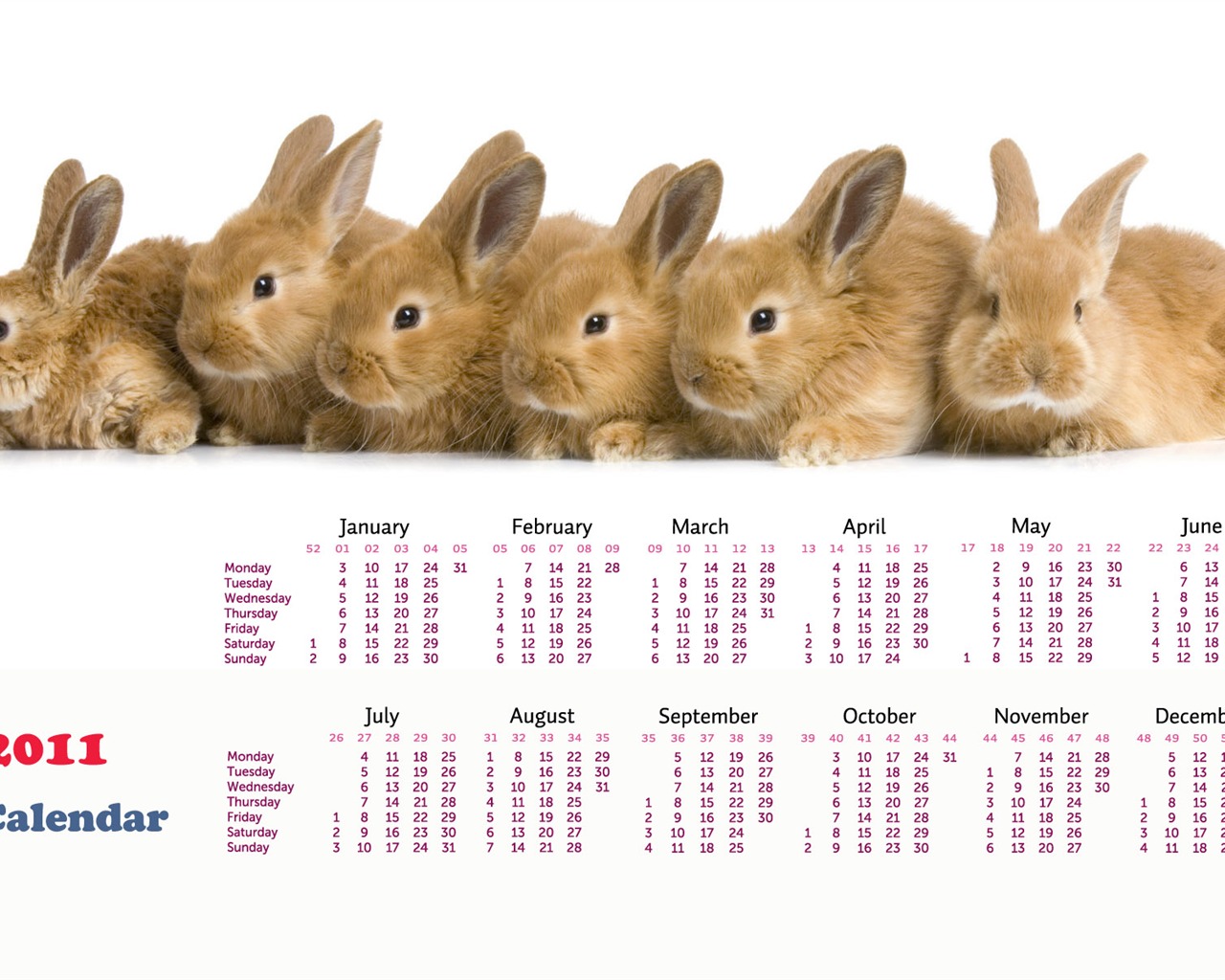 Année du papier peint Rabbit calendrier 2011 (1) #14 - 1280x1024
