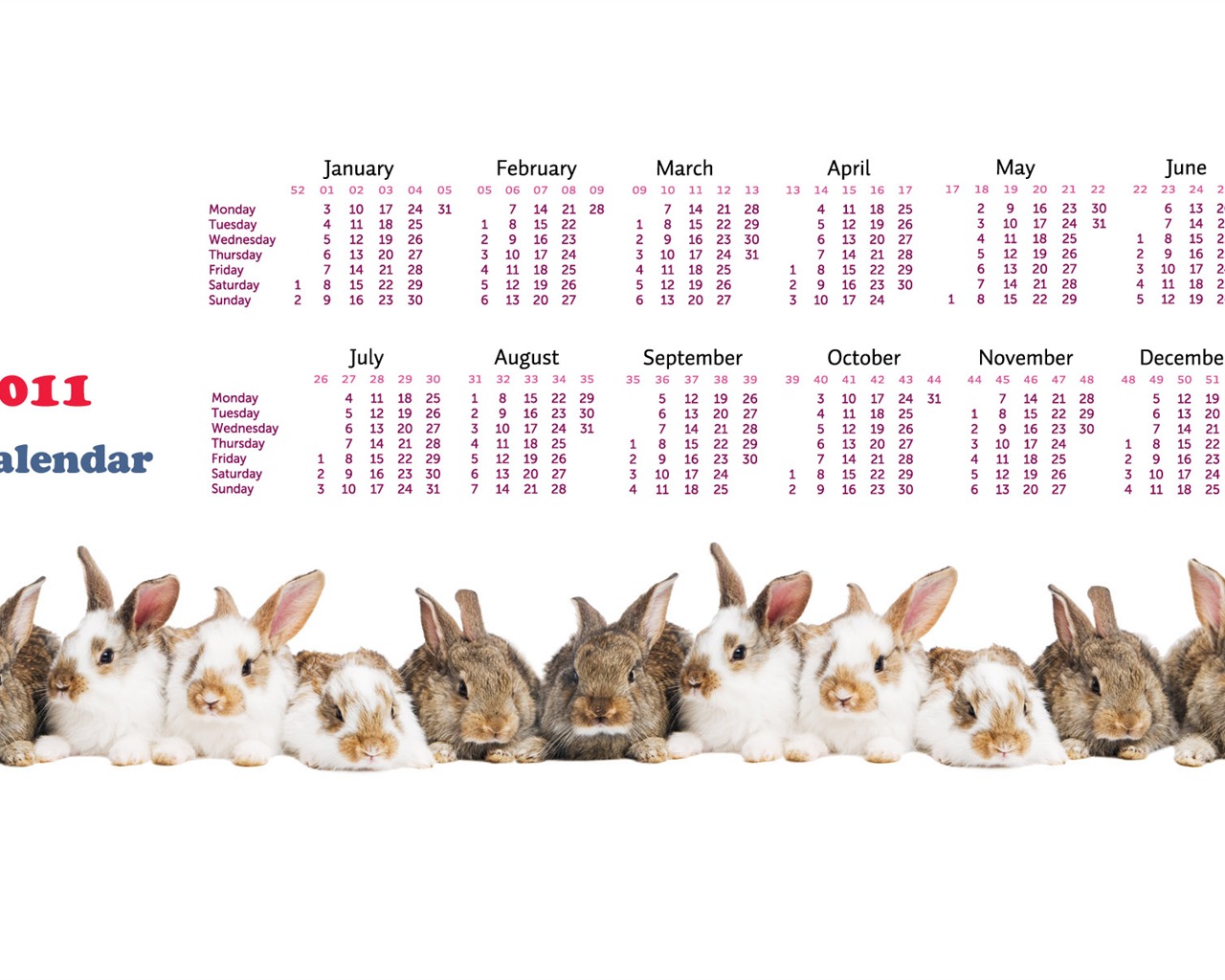 Année du papier peint Rabbit calendrier 2011 (1) #15 - 1280x1024
