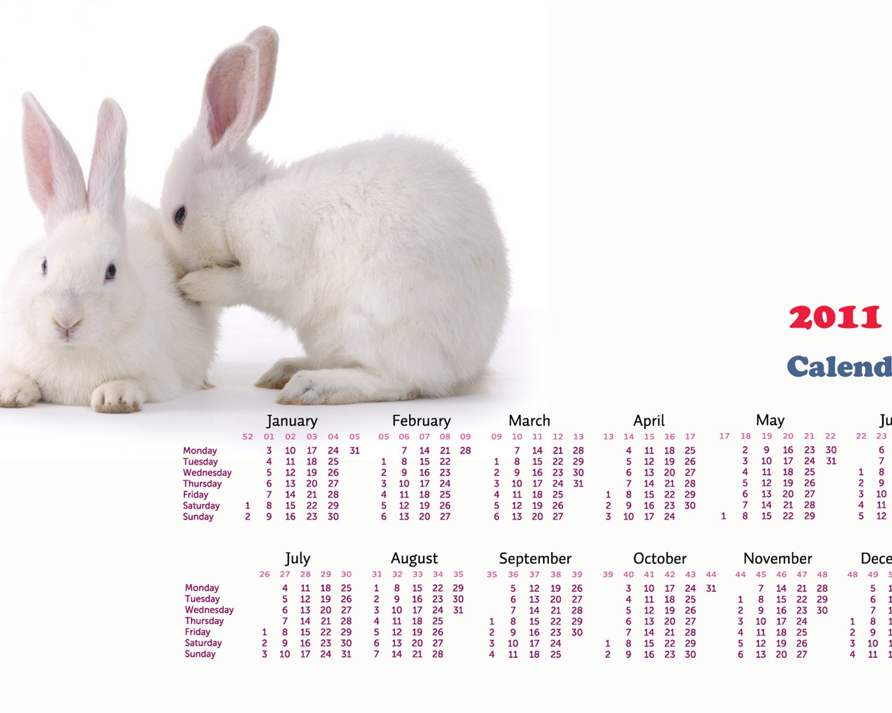 Année du papier peint Rabbit calendrier 2011 (1) #17 - 1280x1024