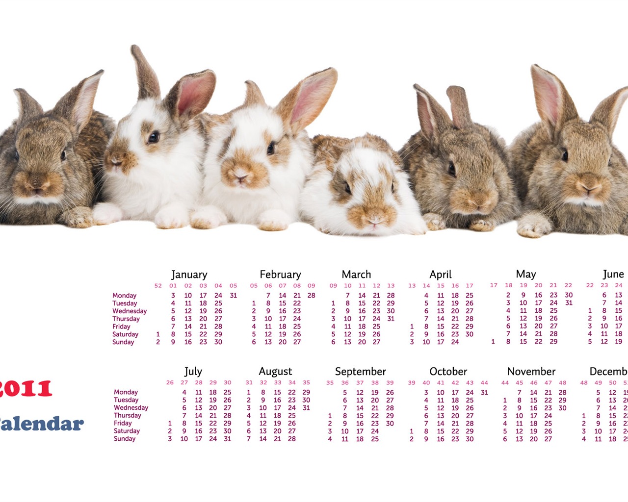 Année du papier peint Rabbit calendrier 2011 (1) #19 - 1280x1024