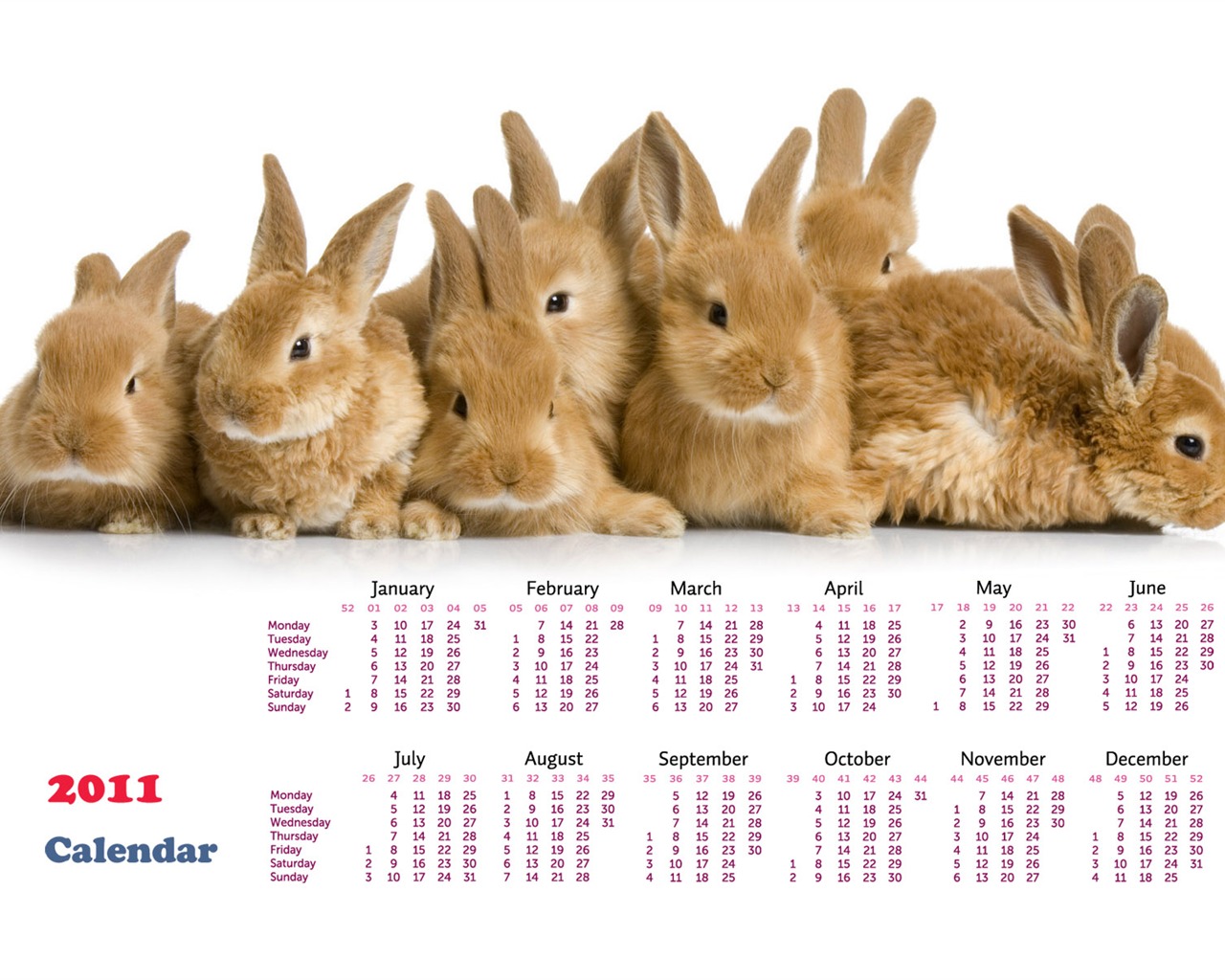 Année du papier peint Rabbit calendrier 2011 (1) #20 - 1280x1024