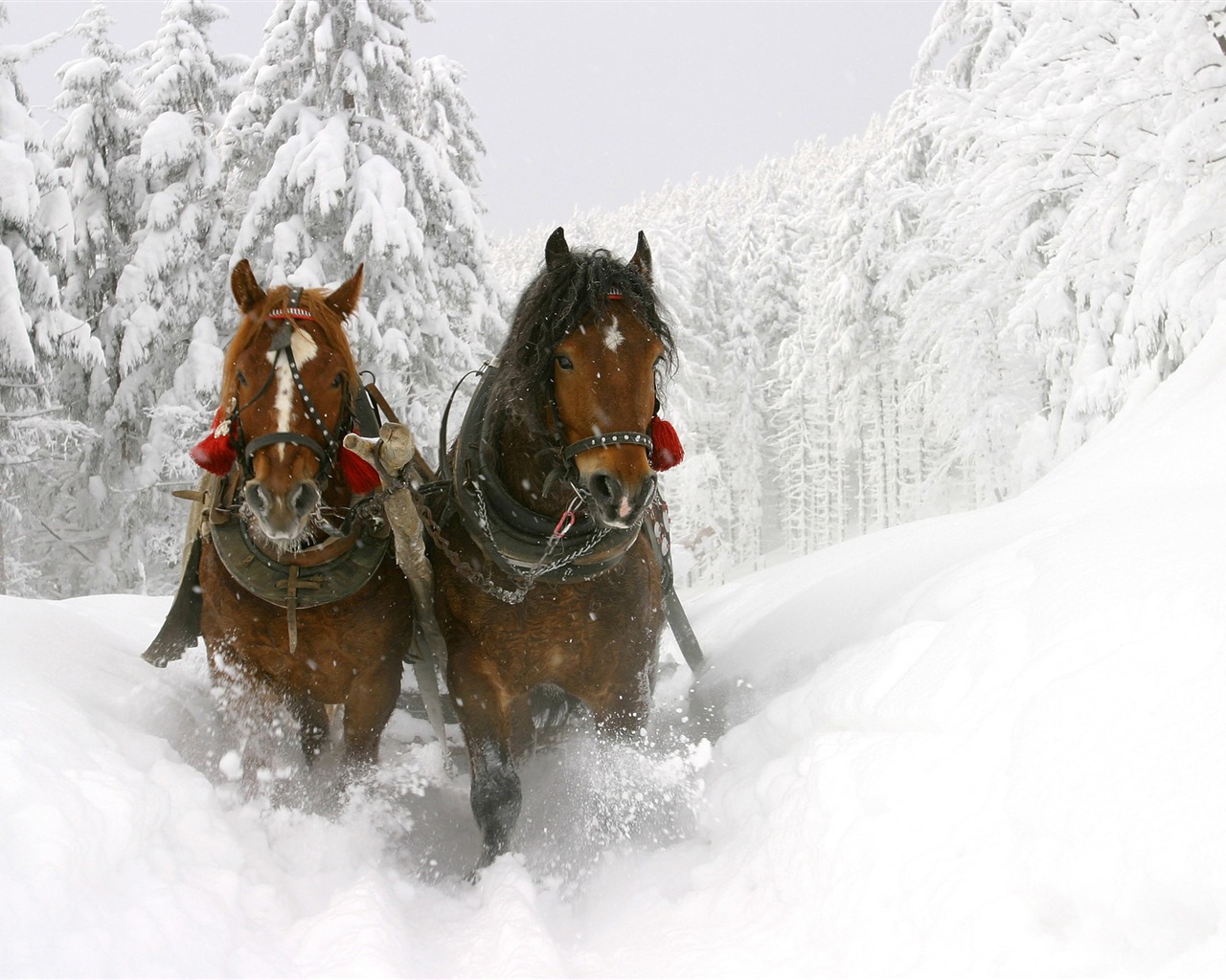 Super horse photo wallpaper (1) #3 - 1280x1024