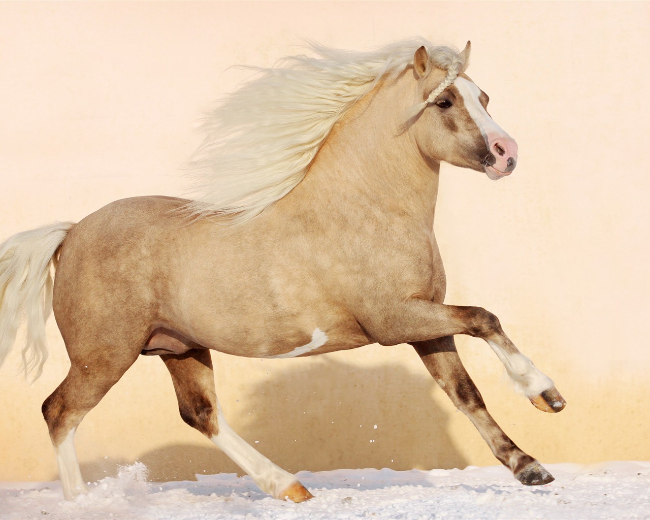 Super horse photo wallpaper (1) #10 - 1280x1024