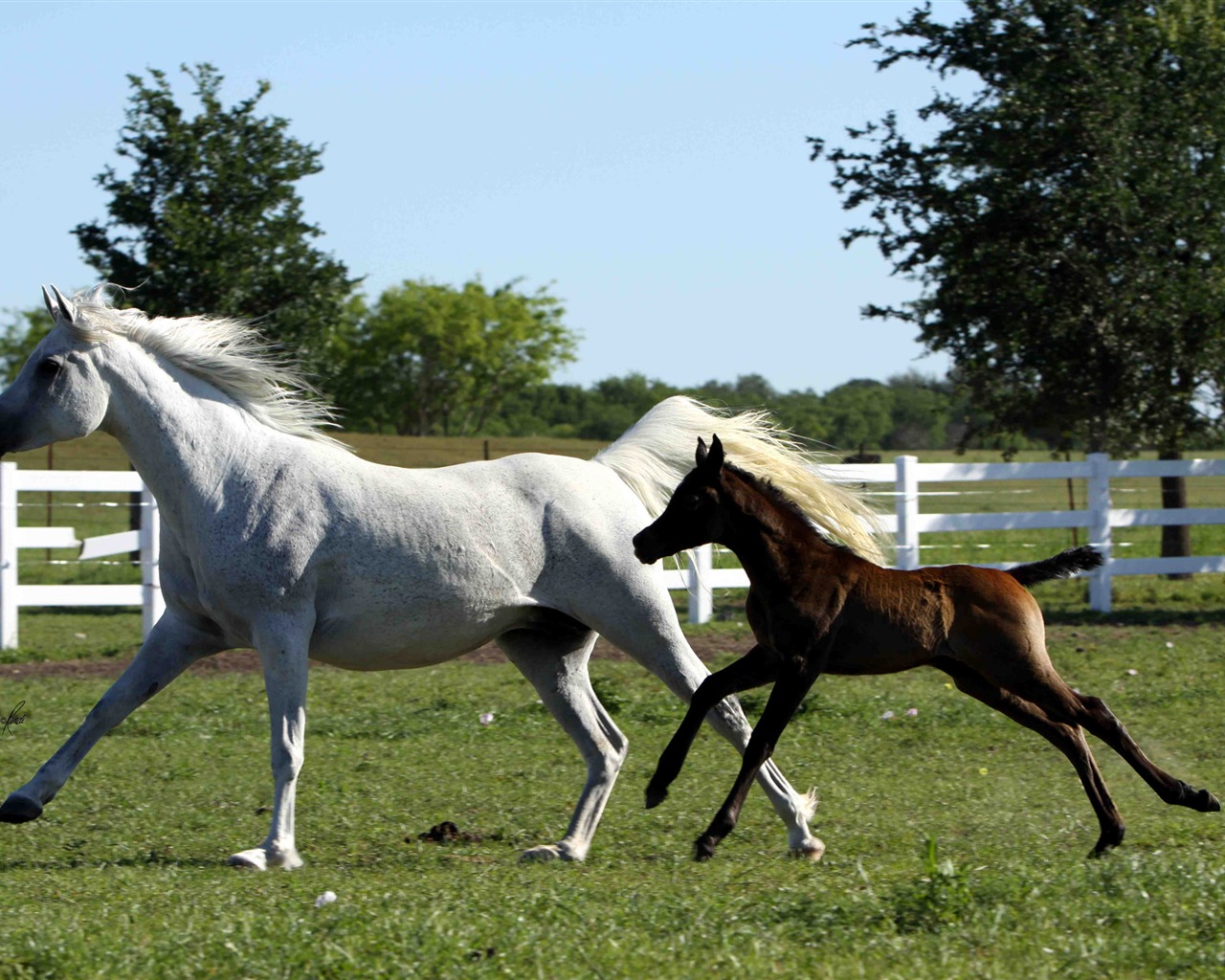 Супер лошадь фото обои (1) #14 - 1280x1024