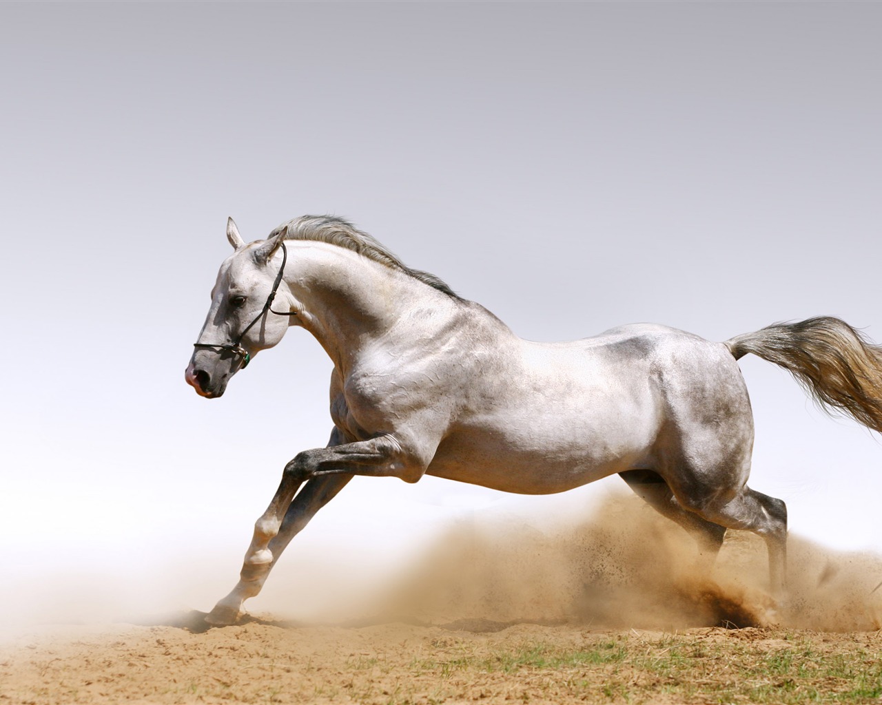 Super horse photo wallpaper (1) #17 - 1280x1024