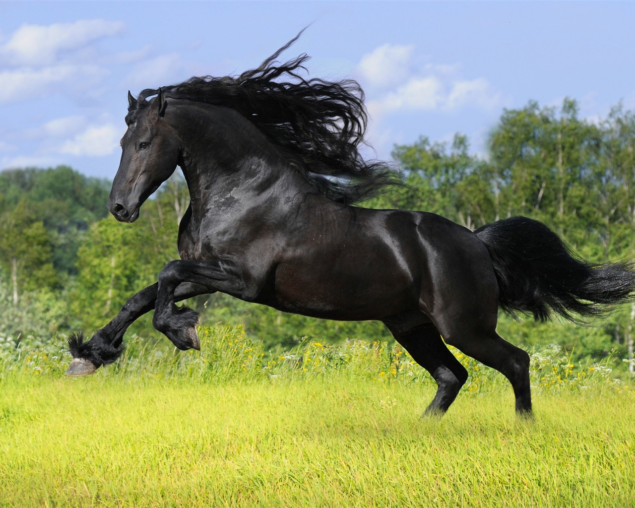 Супер лошадь фото обои (1) #20 - 1280x1024