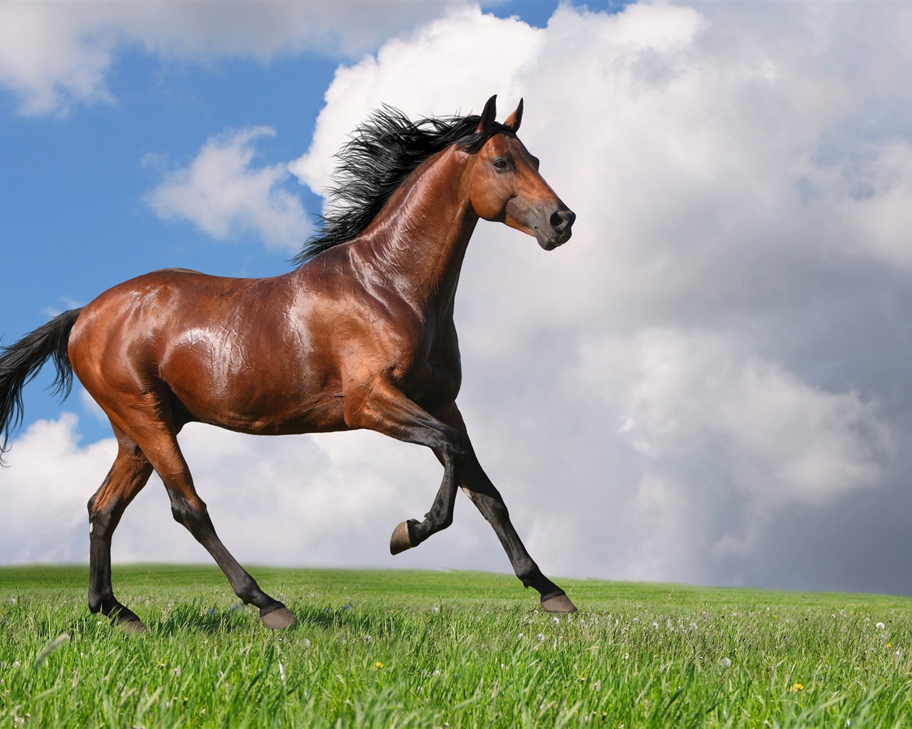 Супер лошадь фото обои (2) #2 - 1280x1024
