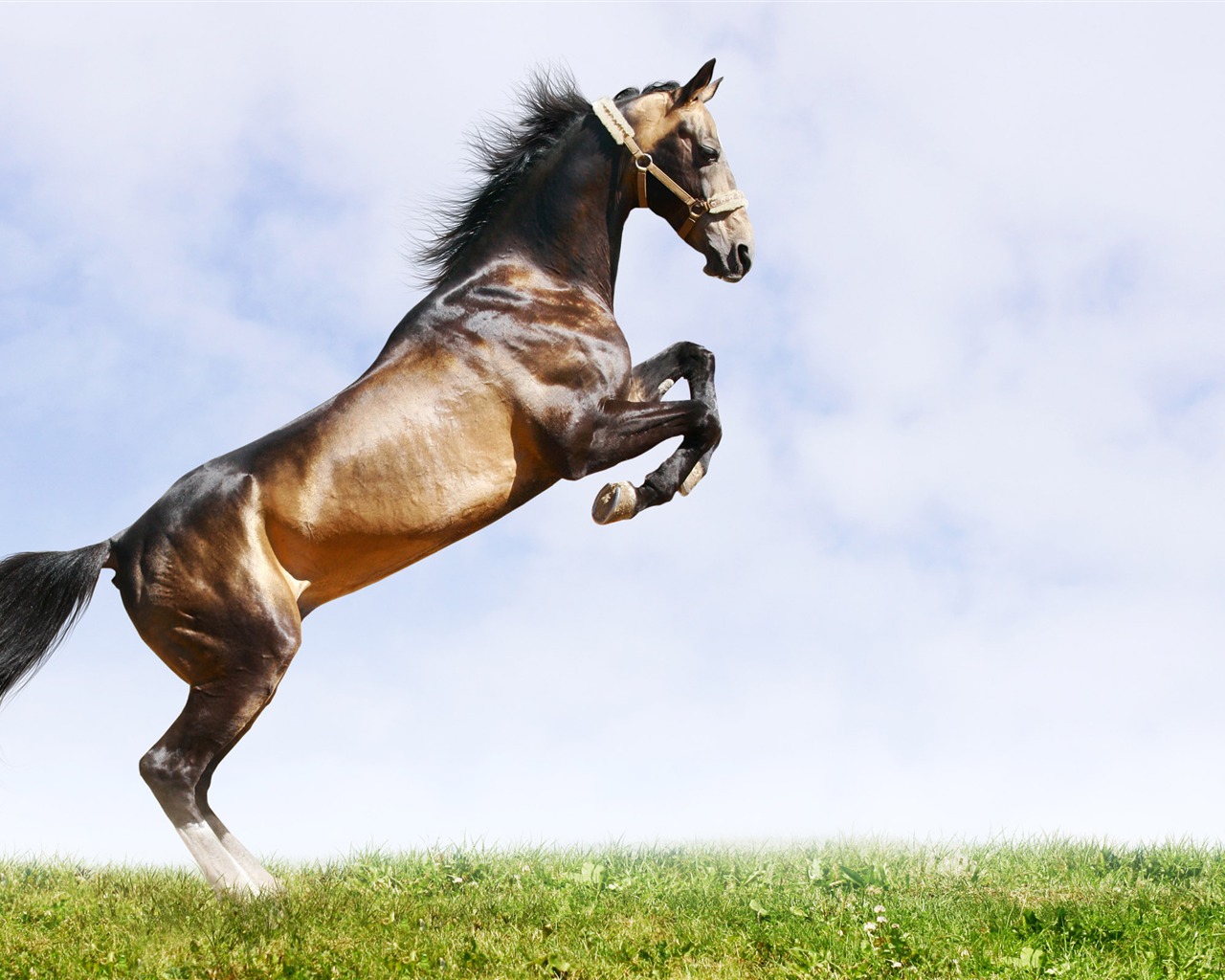 Супер лошадь фото обои (2) #15 - 1280x1024