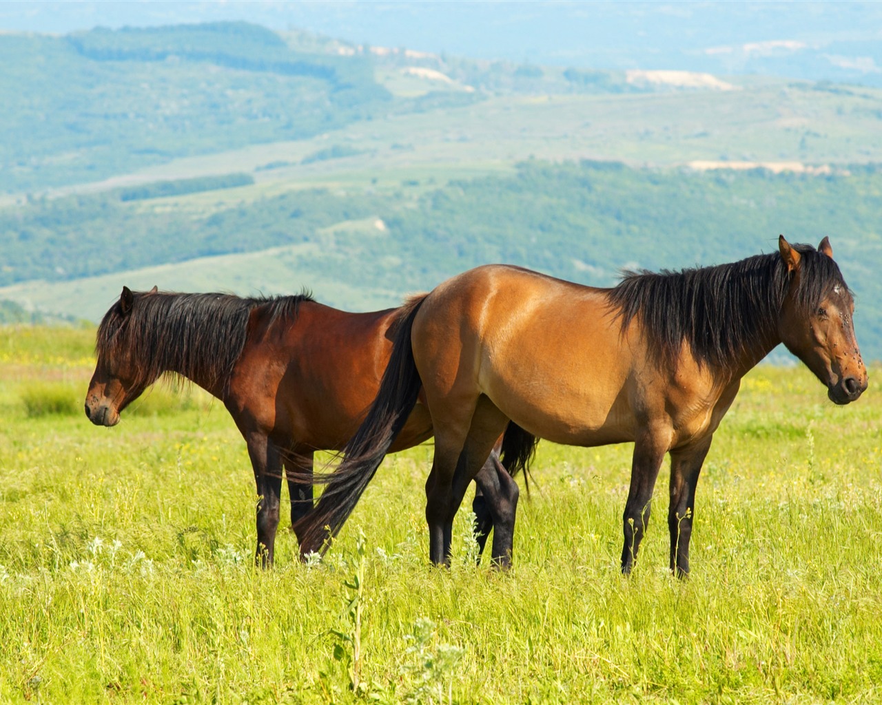 Супер лошадь фото обои (2) #16 - 1280x1024