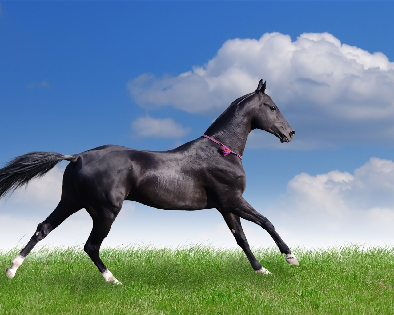 Супер лошадь фото обои (2) #19 - 1280x1024