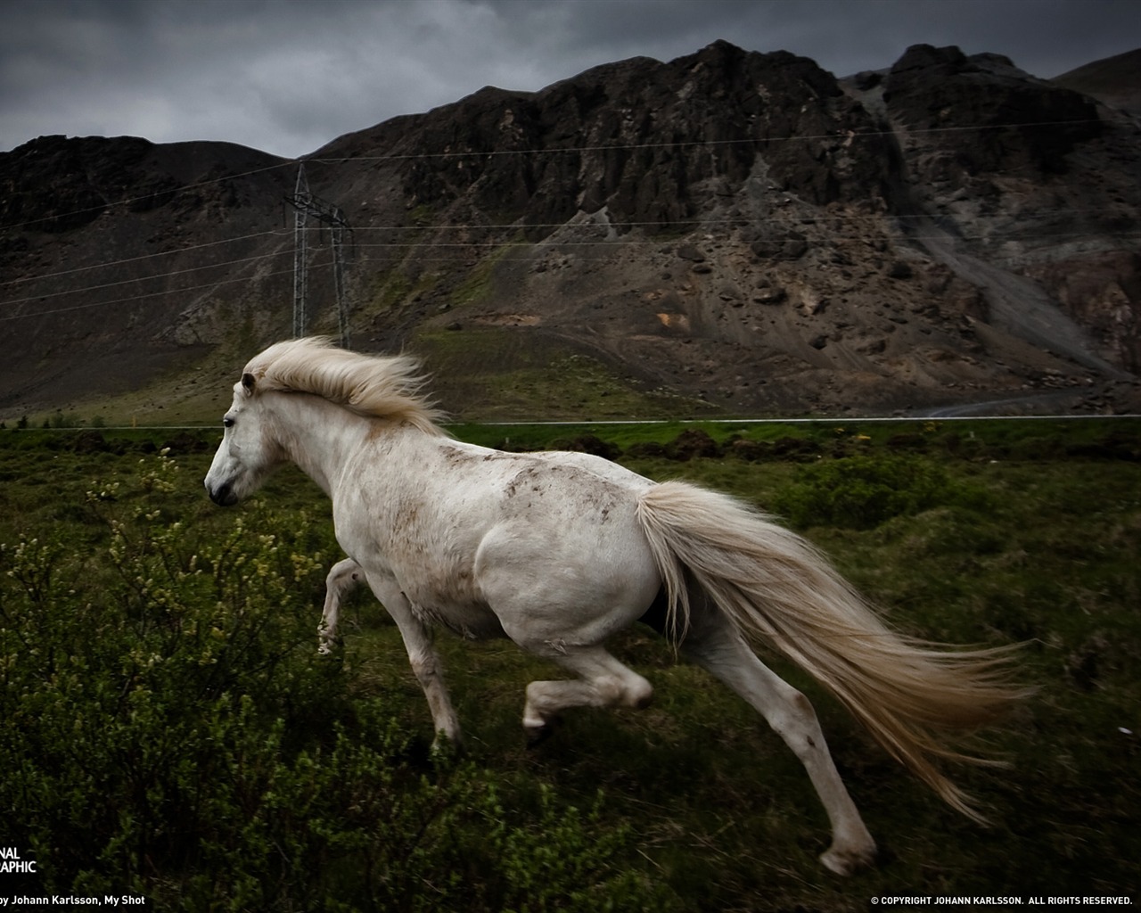 National Geographic zvířecí tapety album (9) #13 - 1280x1024