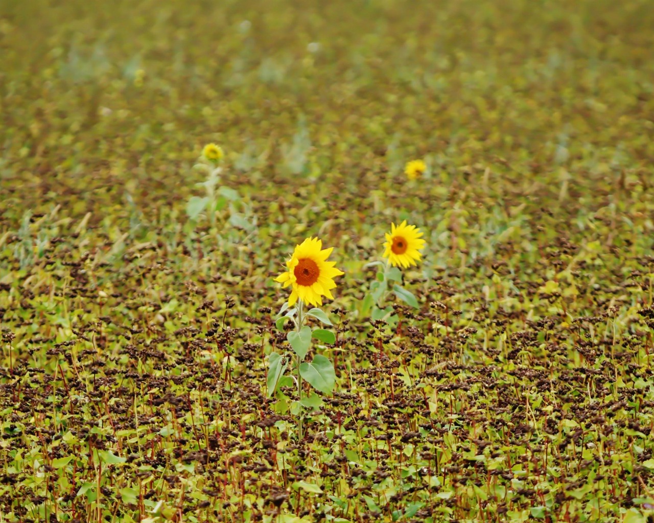 Paare von Blumen und grüne Blätter Tapete (2) #16 - 1280x1024