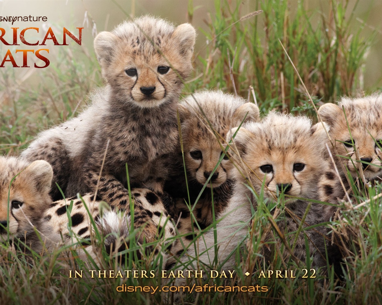 African Cats: Kingdom of Courage wallpapers #1 - 1280x1024