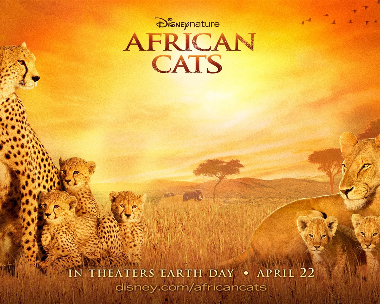 African Cats: Kingdom of Courage wallpapers #3 - 1280x1024