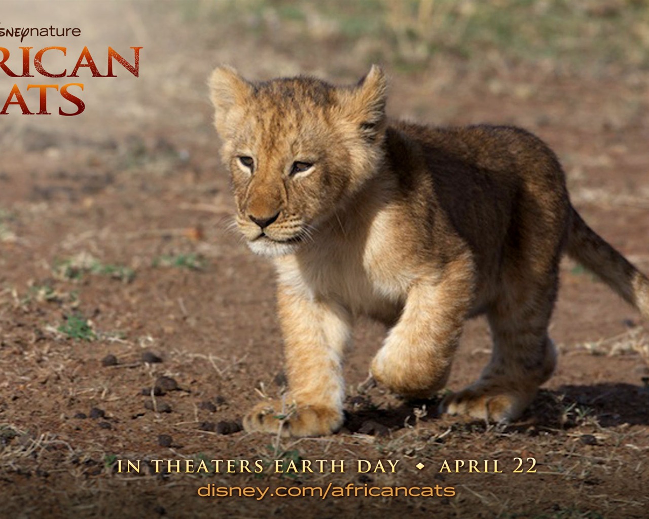 African Cats: Kingdom of Courage 非洲猫科：勇气国度4 - 1280x1024