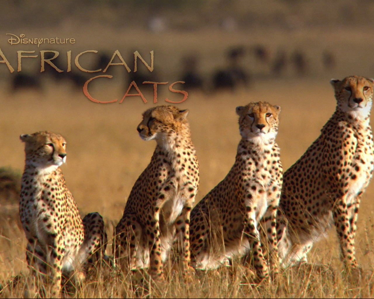 Африканский Кошки: Королевство мужество обои #5 - 1280x1024