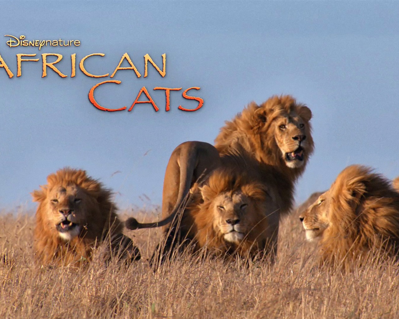 Африканский Кошки: Королевство мужество обои #6 - 1280x1024