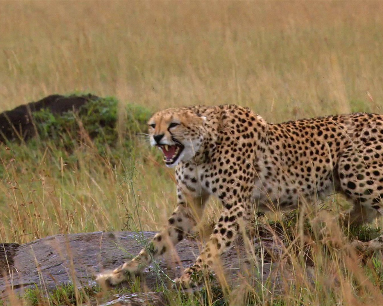 African Cats: Kingdom of Courage 非洲貓科：勇氣國度 #10 - 1280x1024