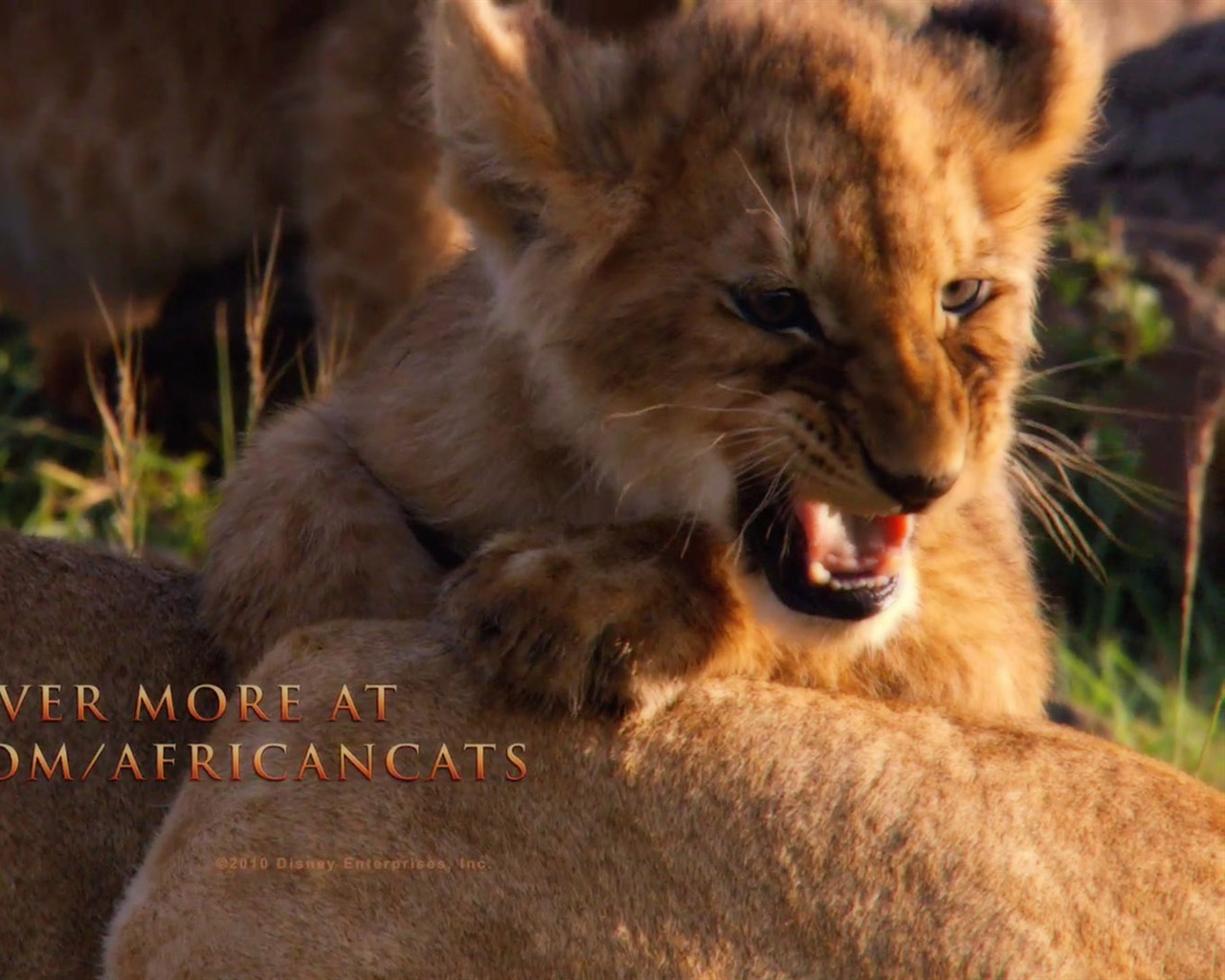 Африканский Кошки: Королевство мужество обои #12 - 1280x1024