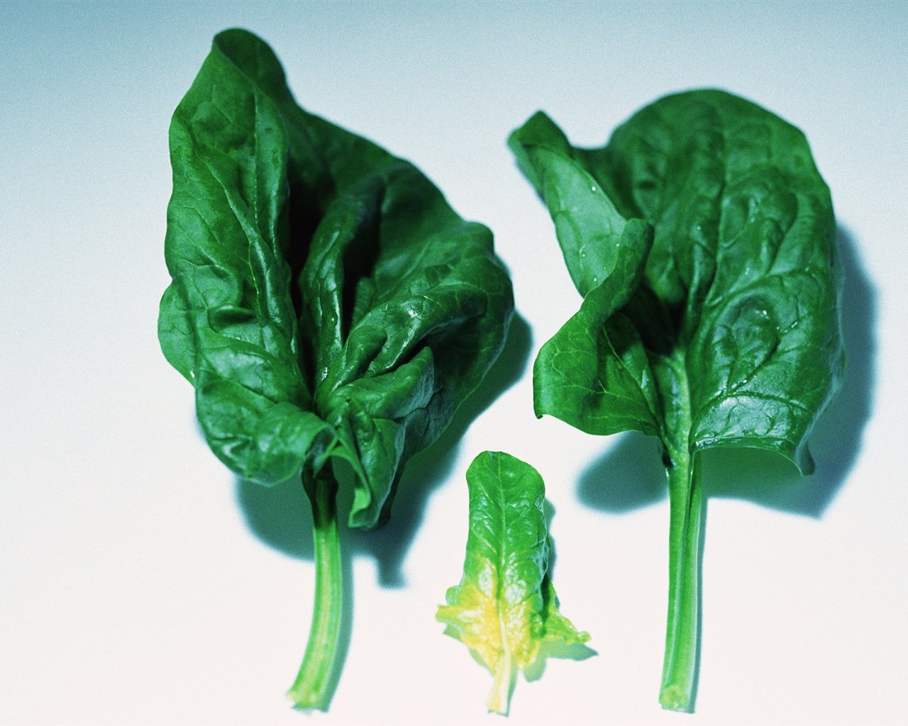 Обои зеленые здоровые овощи #22 - 1280x1024