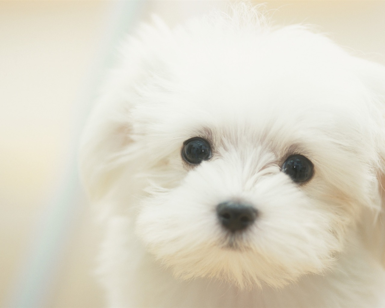 Widescreen Wallpapers Collection animale (30) #4 - 1280x1024