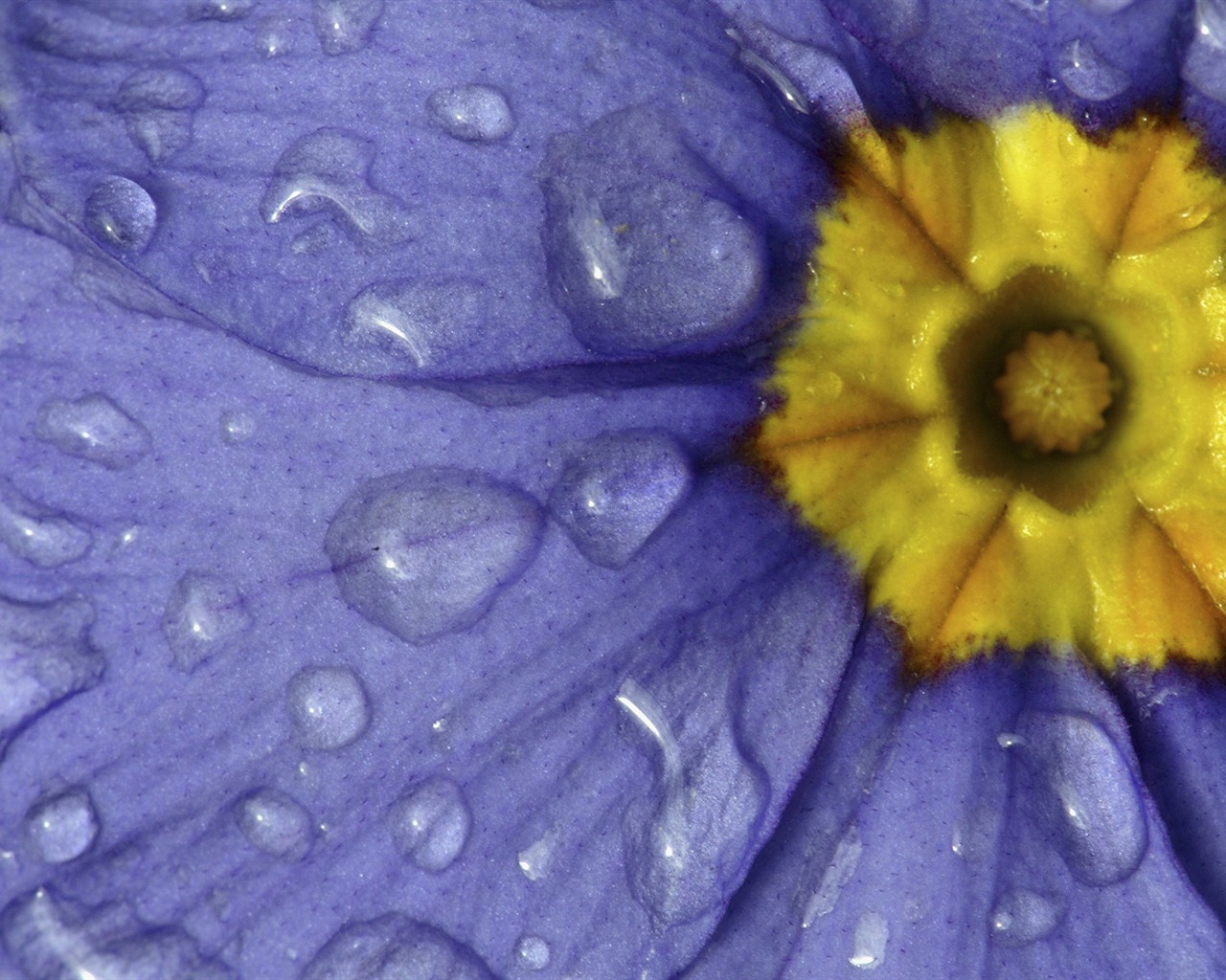 Širokoúhlý tapety květiny close-up (32) #11 - 1280x1024