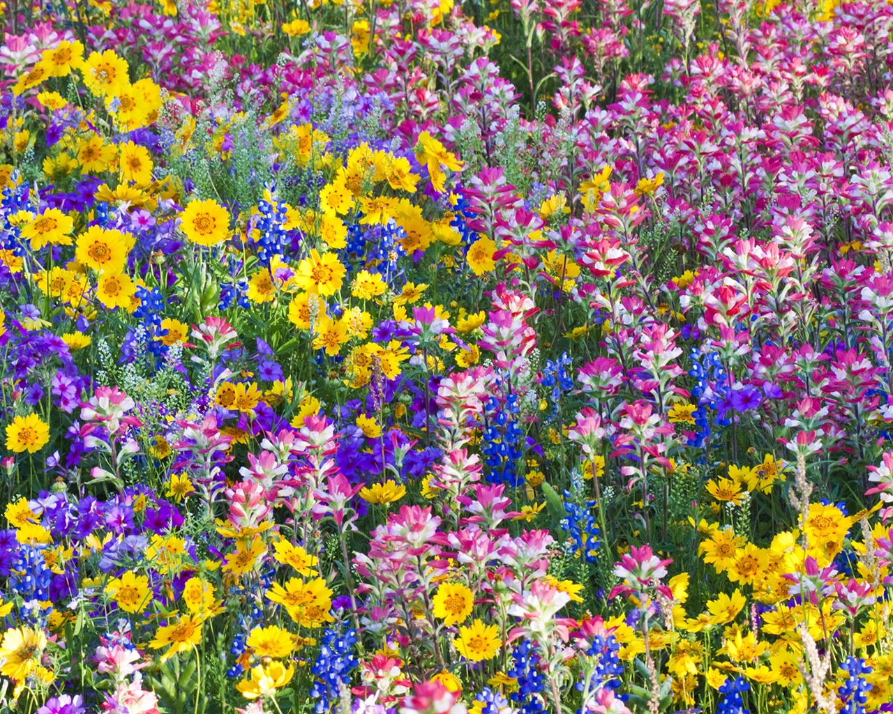 fleurs fond d'écran Widescreen close-up (33) #10 - 1280x1024