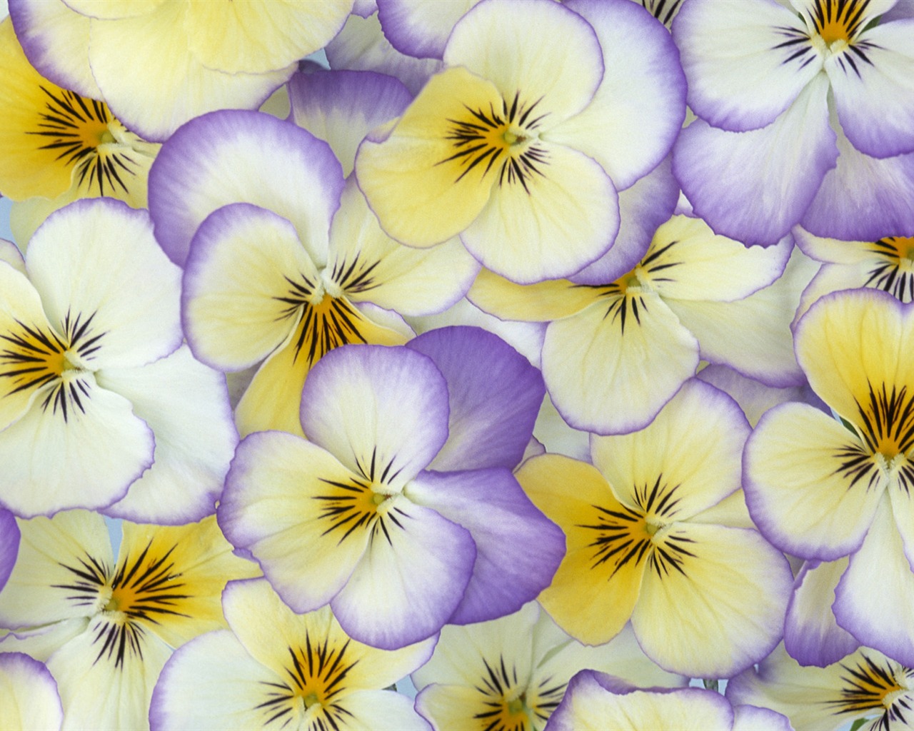Widescreen-Wallpaper Blumen close-up (33) #18 - 1280x1024