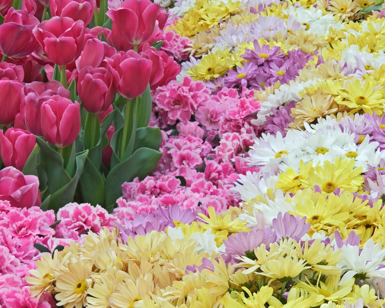 Širokoúhlý tapety květiny close-up (33) #19 - 1280x1024
