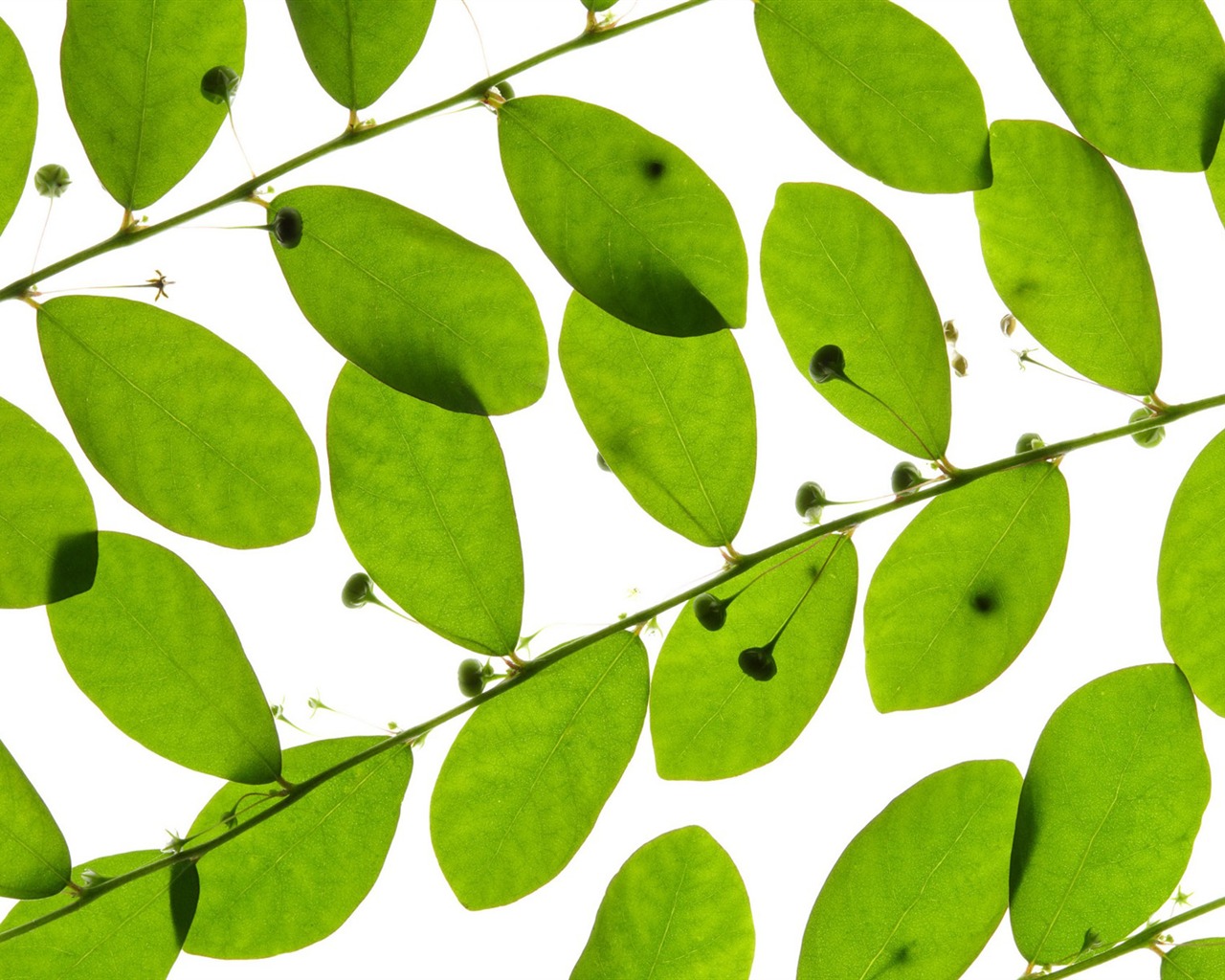 Les feuilles vertes fond d'écran #1 - 1280x1024