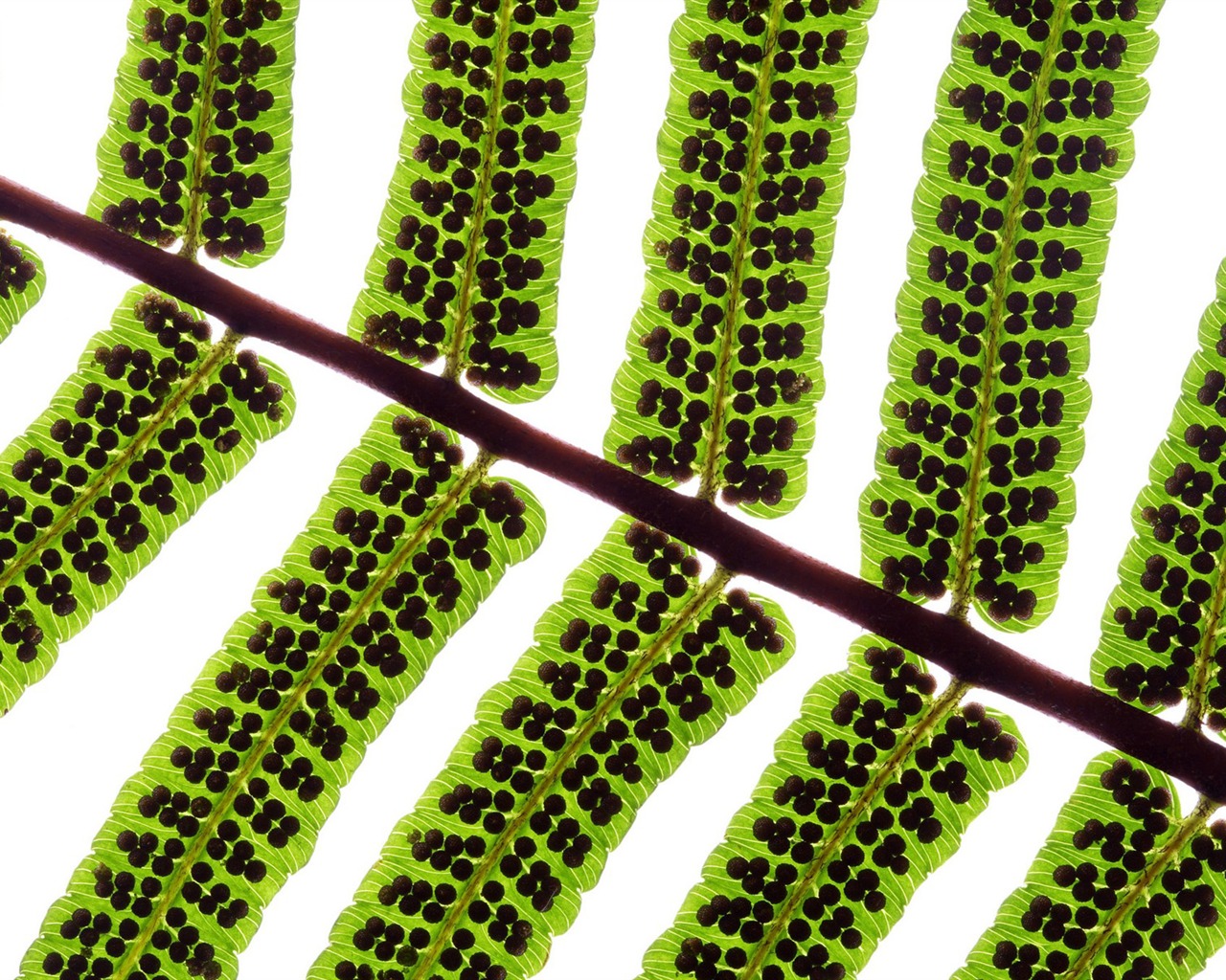 Les feuilles vertes fond d'écran #4 - 1280x1024